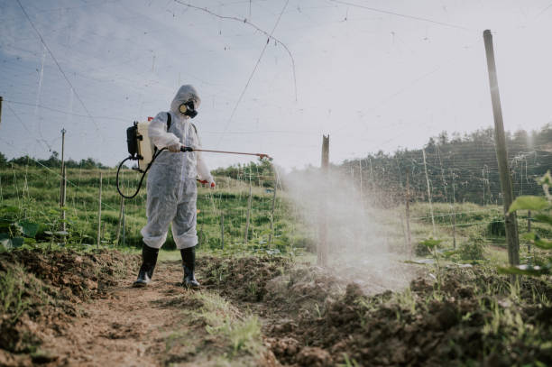 Best Ant Control Services  in Boling, TX
