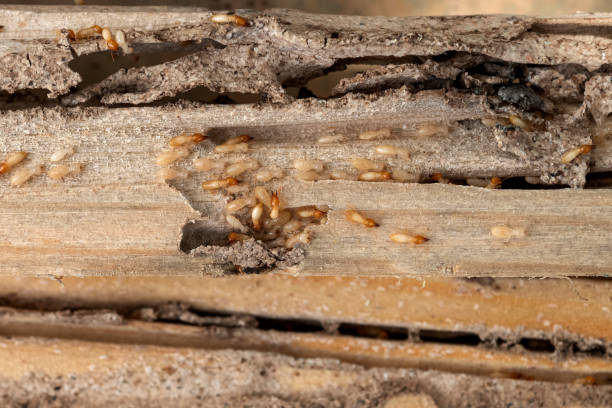 Best Wasp Removal Services  in Boling, TX