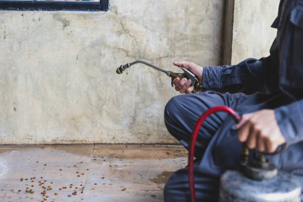 Wasp Removal Services in Boling, TX